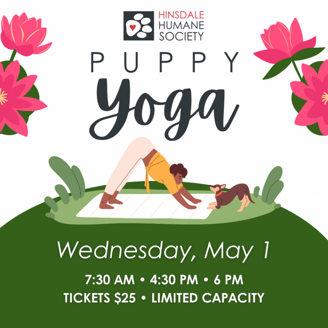 Puppy yoga sq