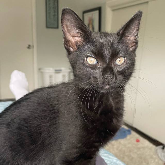 Vader