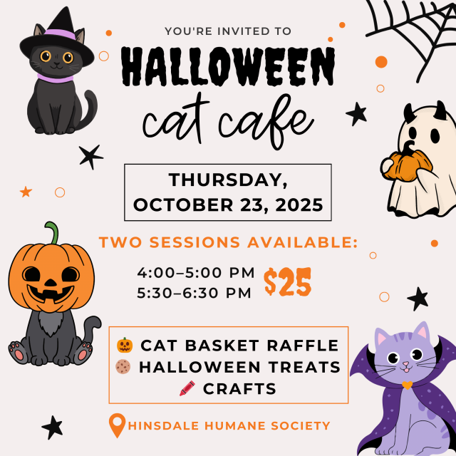 Halloween cat cafe - oct 23 - square version