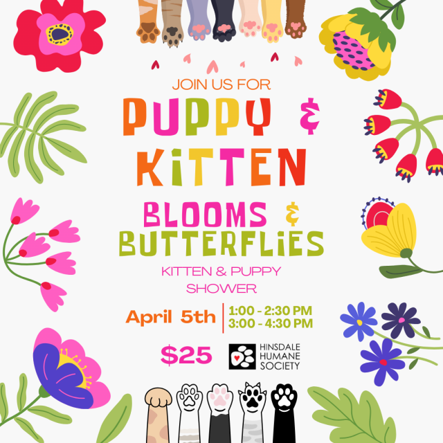 Kitten  puppy shower (1080 x 1080 px)-2