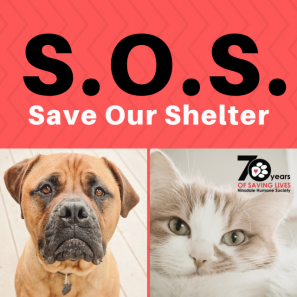 Save Our Shelter